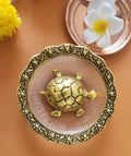 turtle in glass bowl