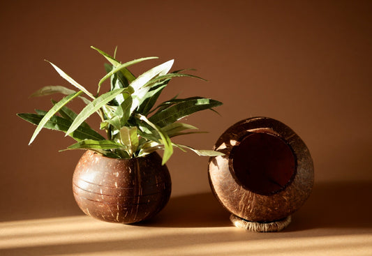 Upcycled coconut shell indoor/outdoor planter- PUSHPA planter Wemy Store